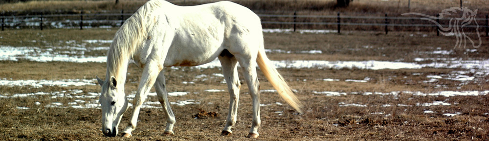 Armstrong Equestrian Center