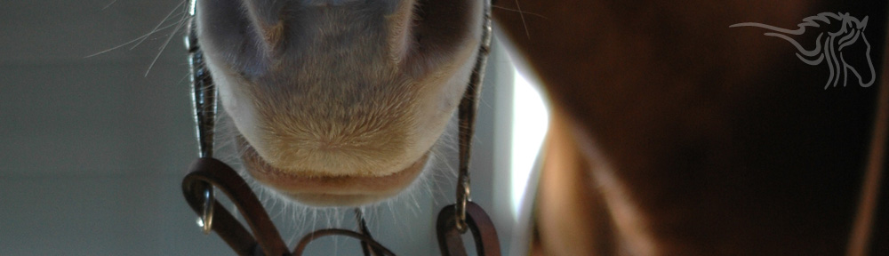 Armstrong Equestrian Center